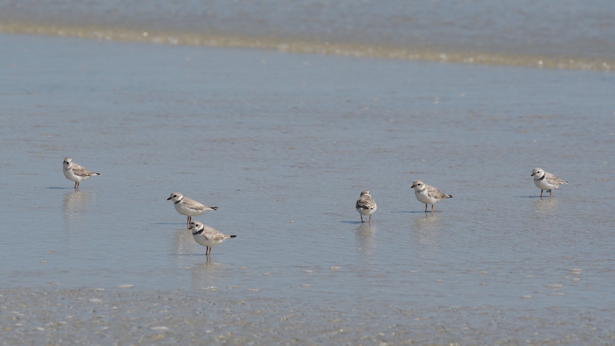 Piping Plover - ML615919602