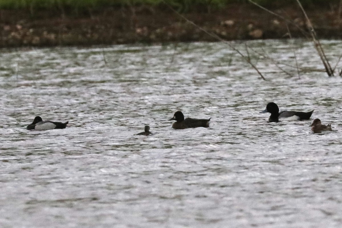 Greater Scaup - Anthony Levesque