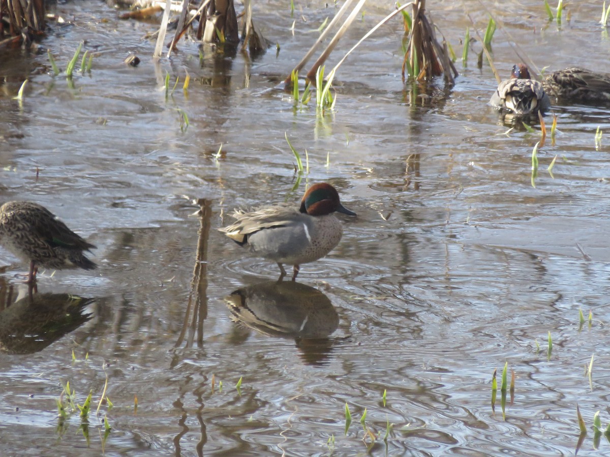 Green-winged Teal - ML615919677