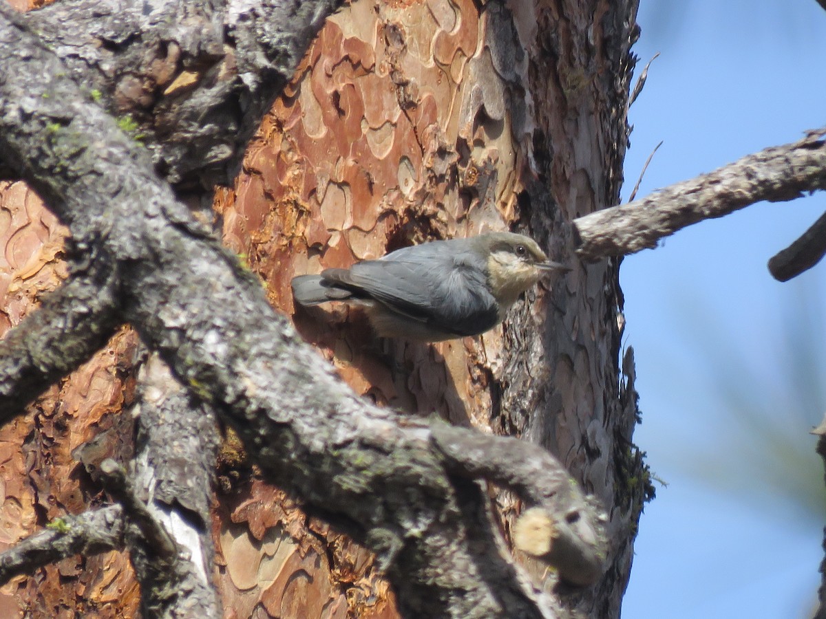 Pygmy Nuthatch - Curtis Mahon