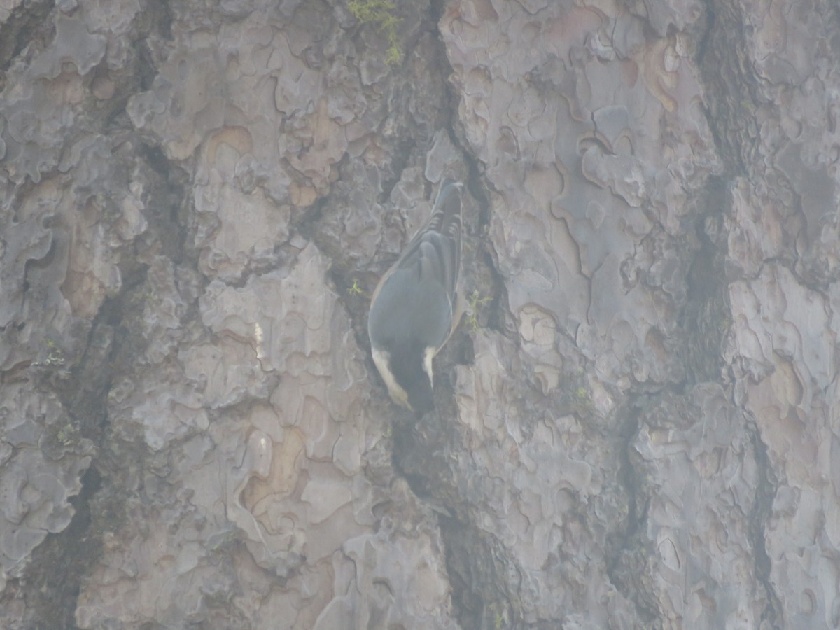 White-breasted Nuthatch - Curtis Mahon