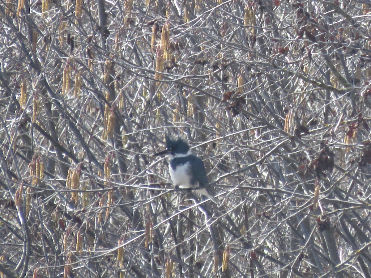 Belted Kingfisher - ML615919721