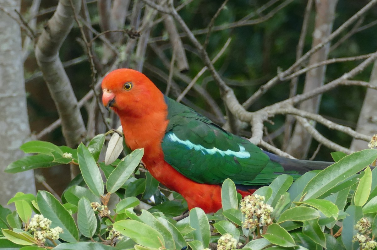 Australian King-Parrot - ML615919827