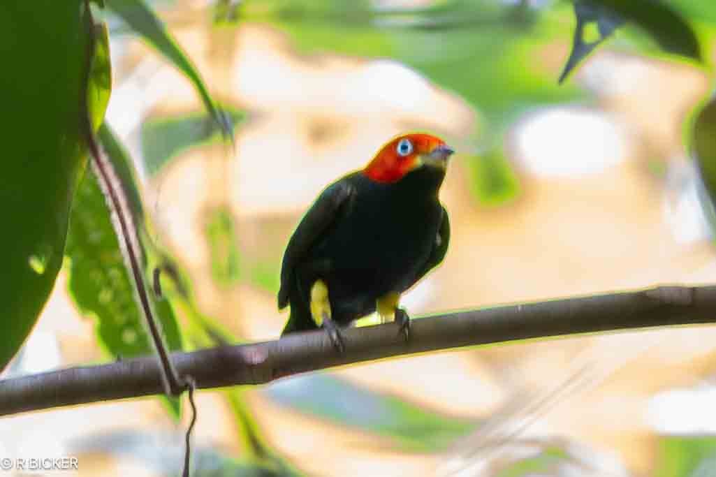 Red-capped Manakin - ML615920028