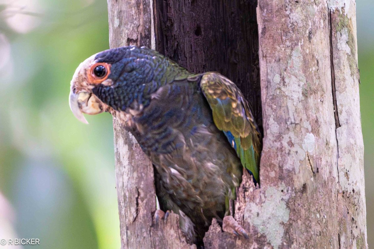 White-crowned Parrot - Rebecca Bicker