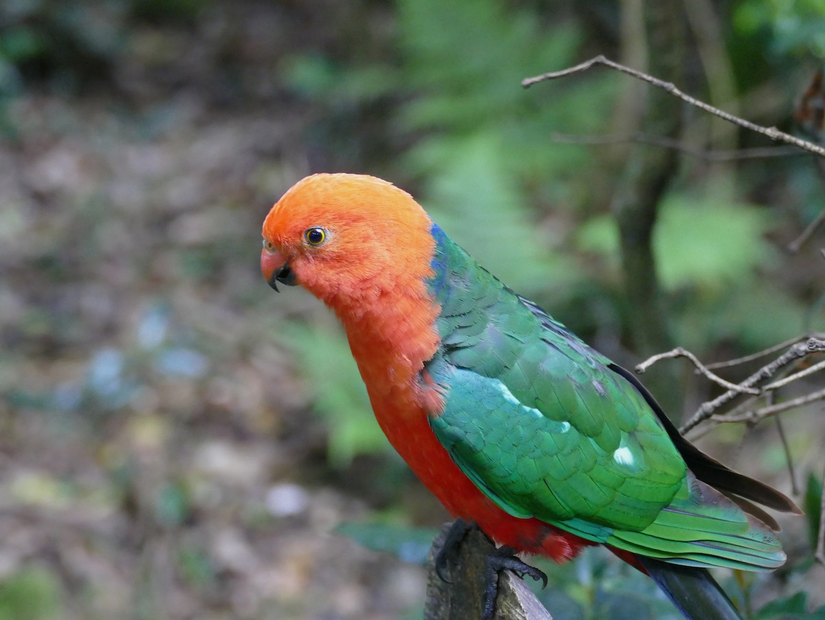 Australian King-Parrot - ML615920054