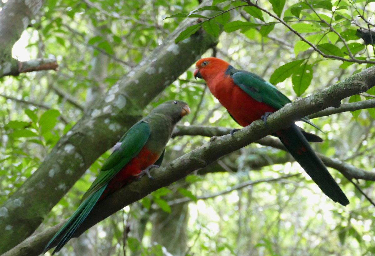 Australian King-Parrot - ML615920082