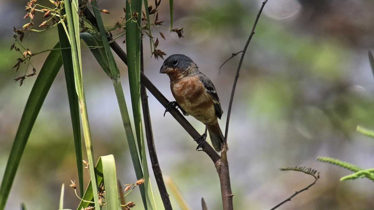 Ruddy-breasted Seedeater - ML615920154