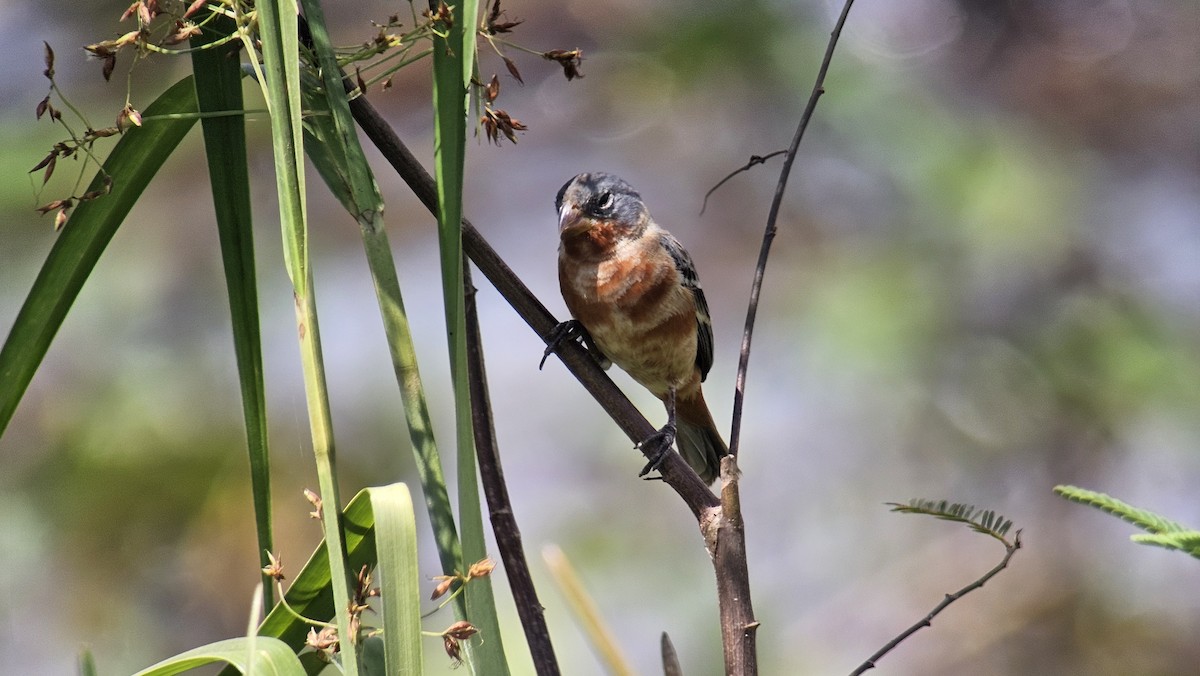 Ruddy-breasted Seedeater - ML615920155