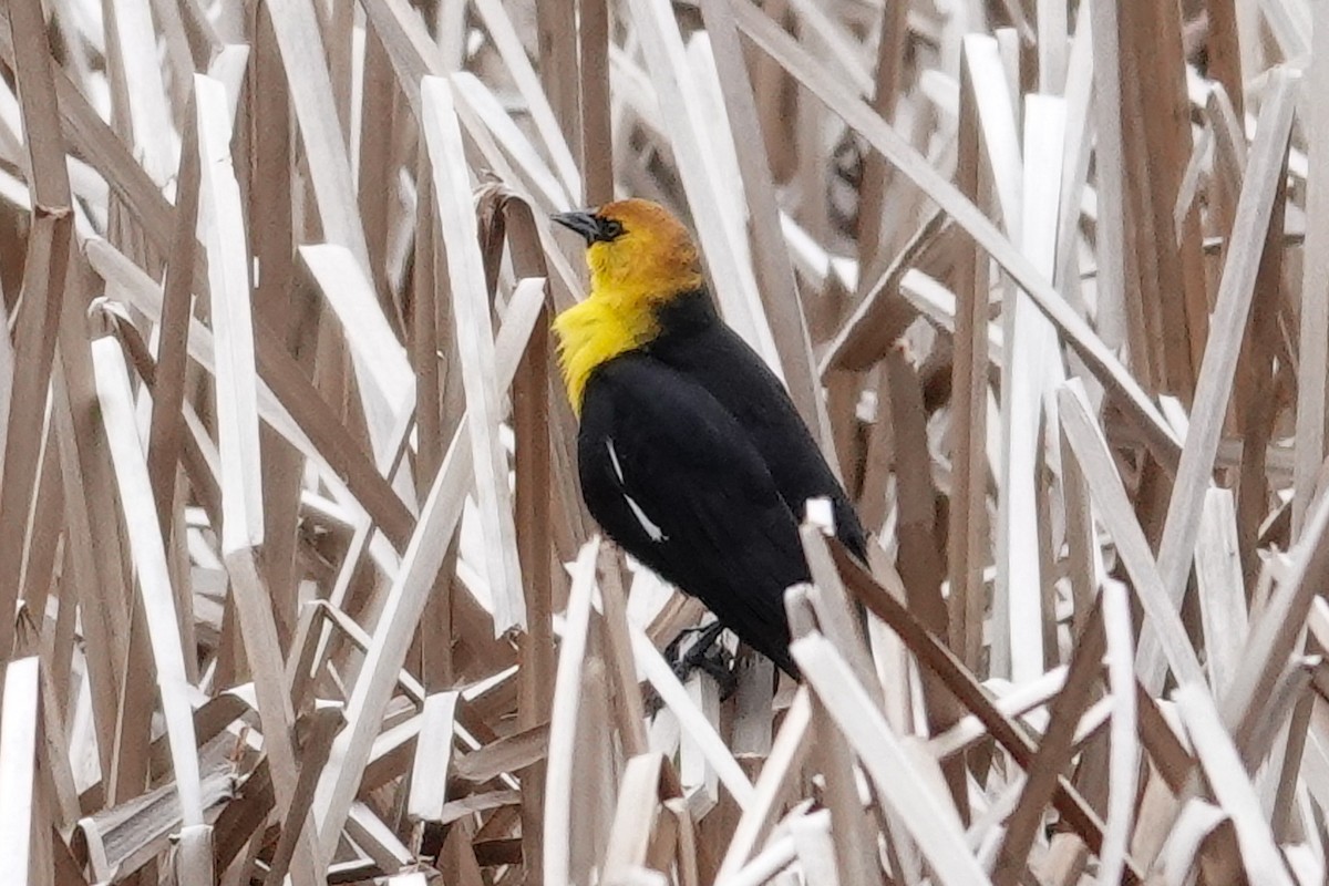 Yellow-headed Blackbird - ML615920255