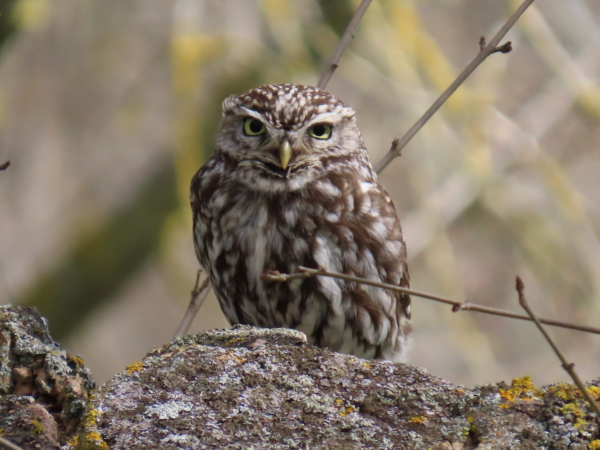 Little Owl - Joaquín Mayo García