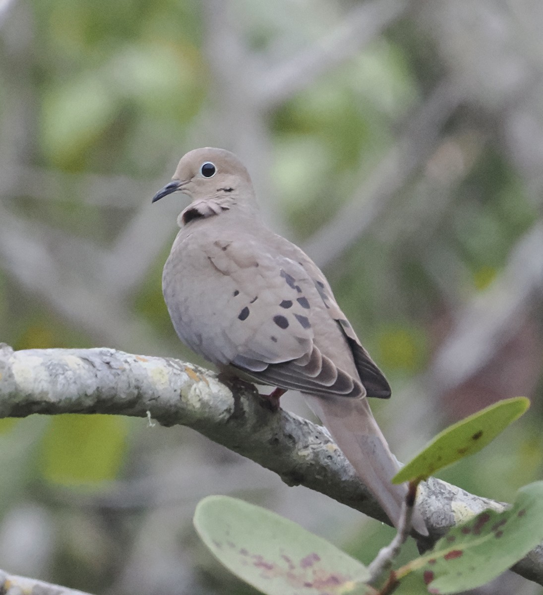 Mourning Dove - Donna Paterson