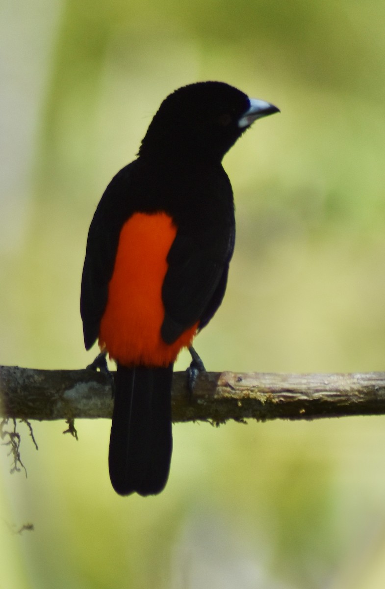 Scarlet-rumped Tanager - ML615920386
