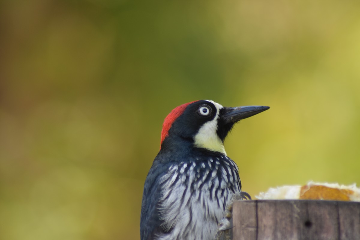 Acorn Woodpecker - ML615920501
