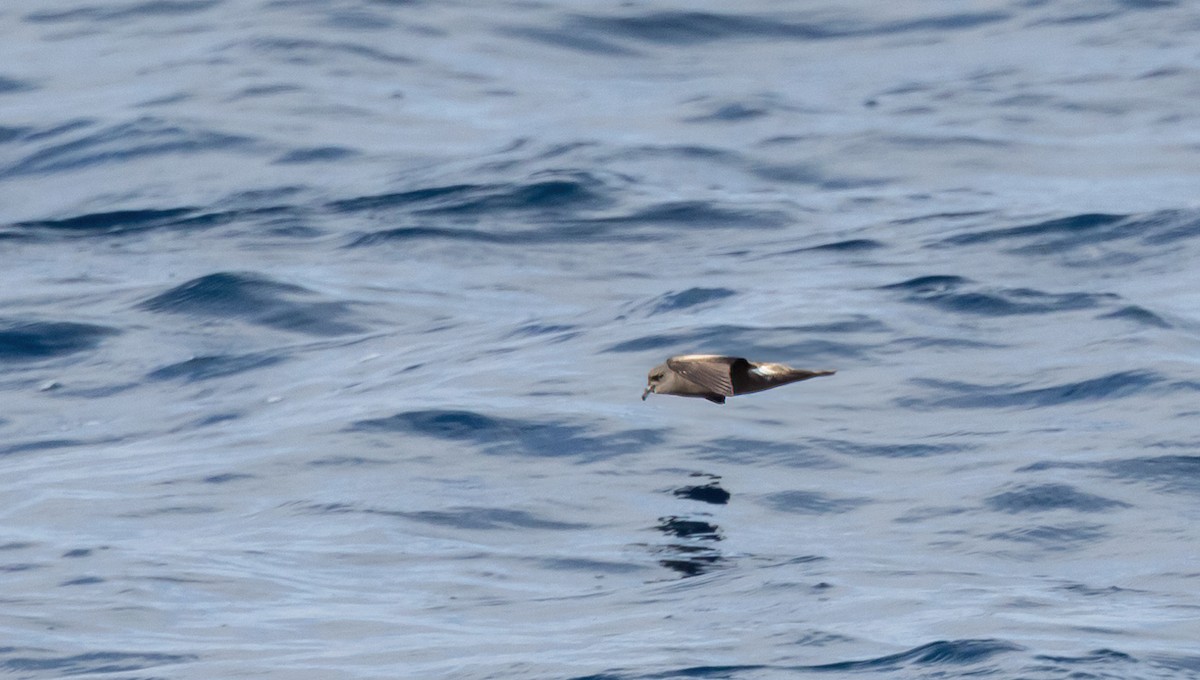 Townsend's Storm-Petrel - Jay Gilliam