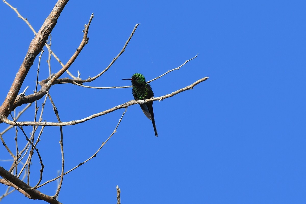 kolibřík zlatohlavý - ML615920673