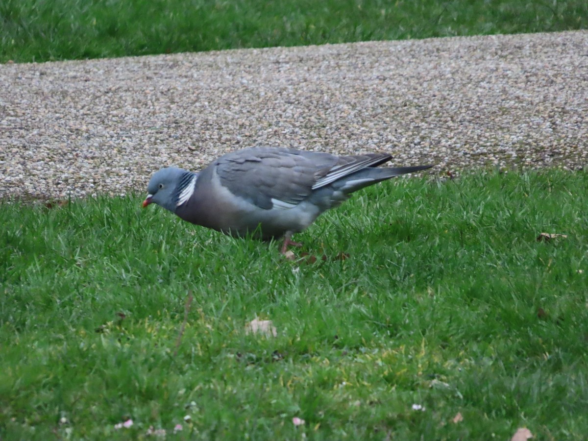 Common Wood-Pigeon - ML615920937