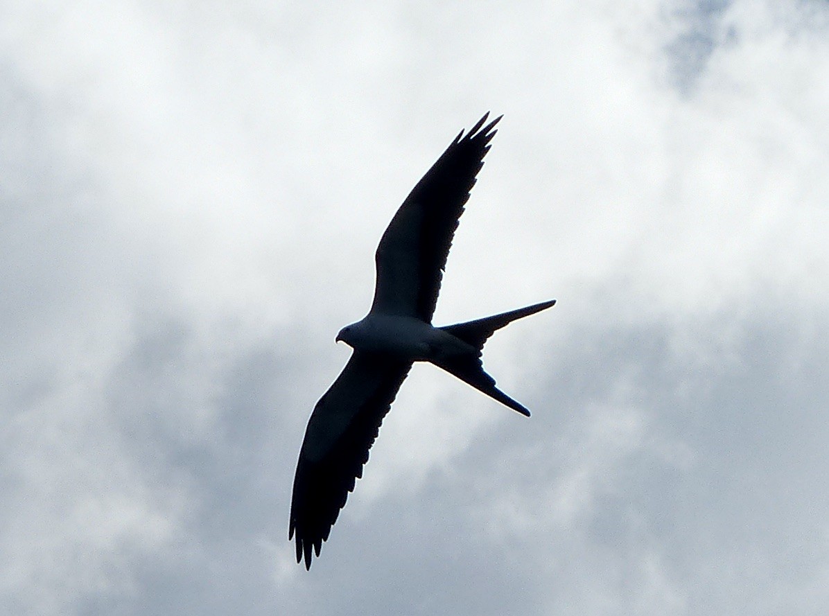 Swallow-tailed Kite - ML615921024