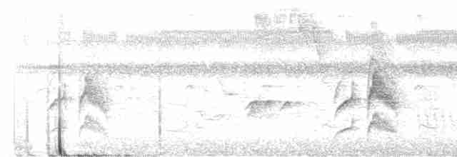 Weißbauch-Dickichtschlüpfer - ML615921355