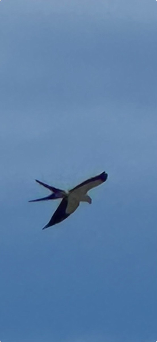Swallow-tailed Kite - ML615921428