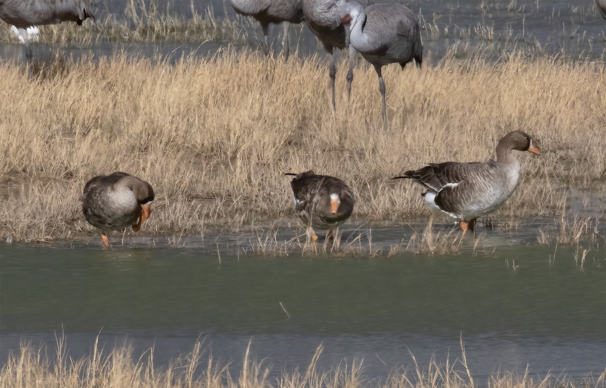 Greater White-fronted Goose - ML615921456