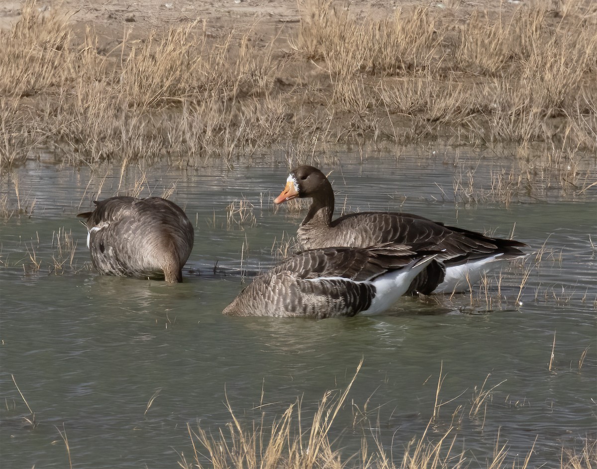 Greater White-fronted Goose - ML615921458
