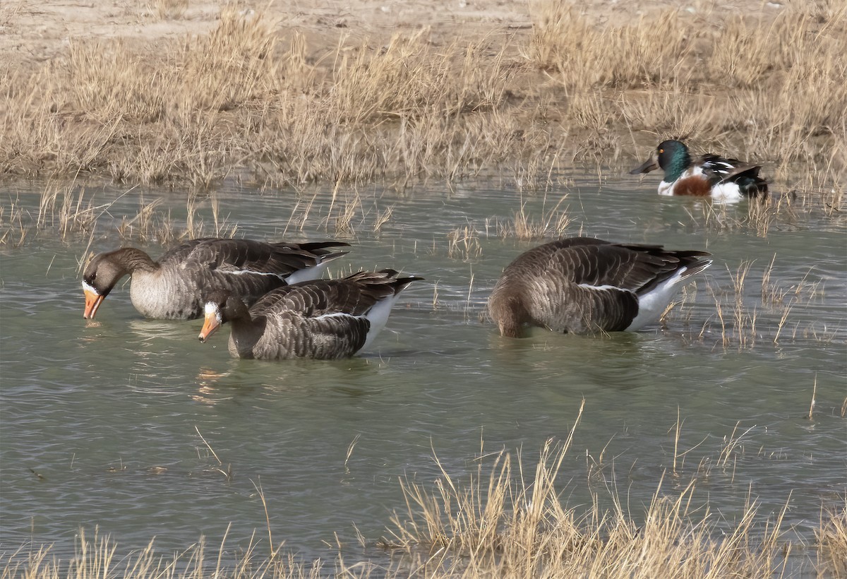 Greater White-fronted Goose - ML615921459
