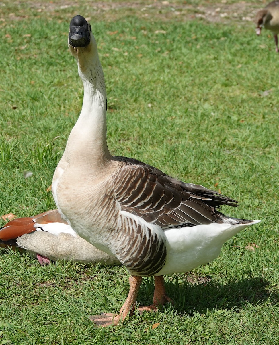Swan Goose (Domestic type) - ML615921777
