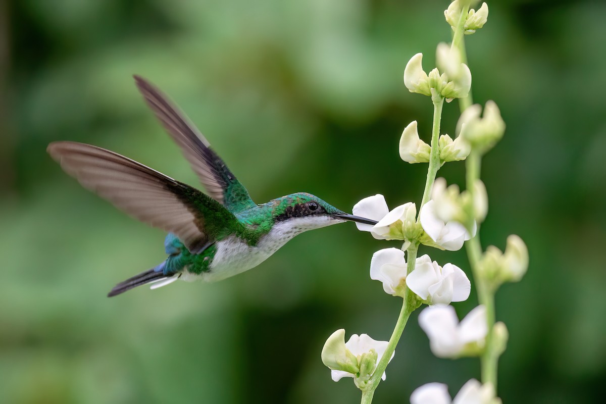 kolibřík černouchý - ML615921778