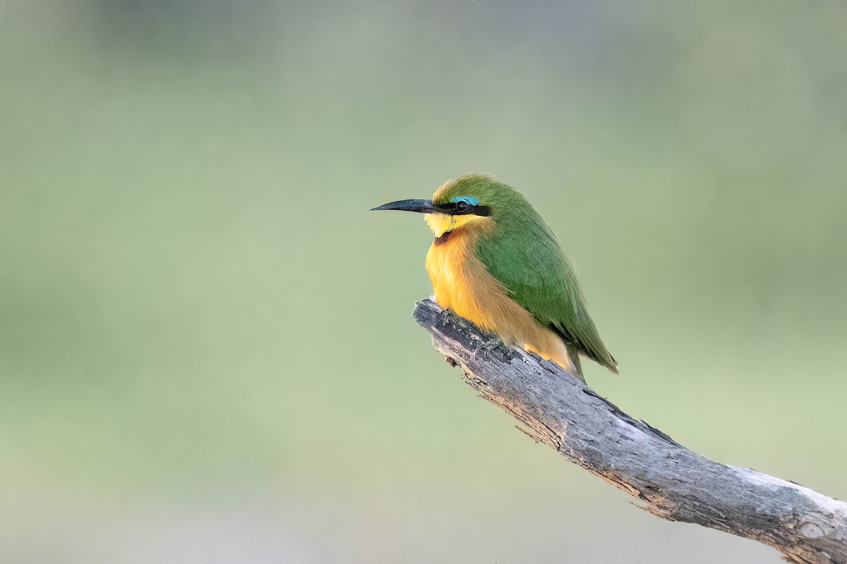 Little Bee-eater - ML615921983