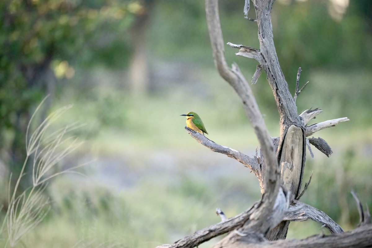 Little Bee-eater - Hanna Zhao