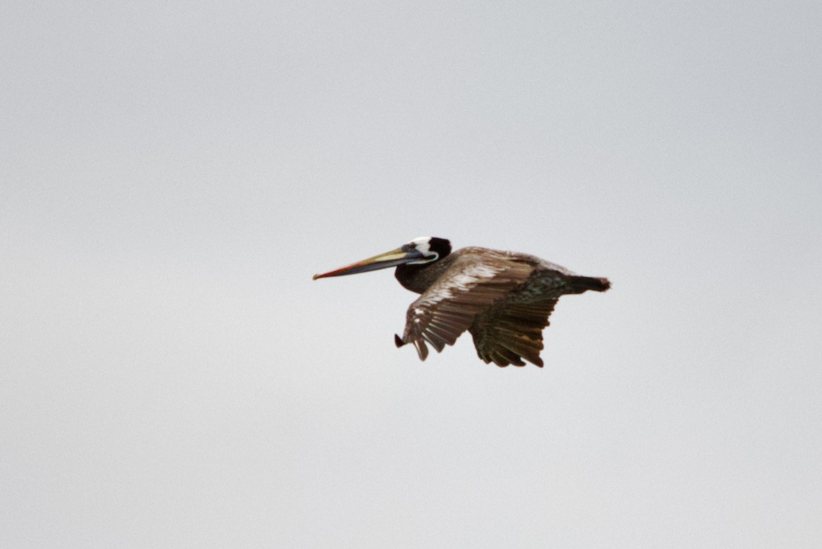 Peruvian Pelican - David Nowell