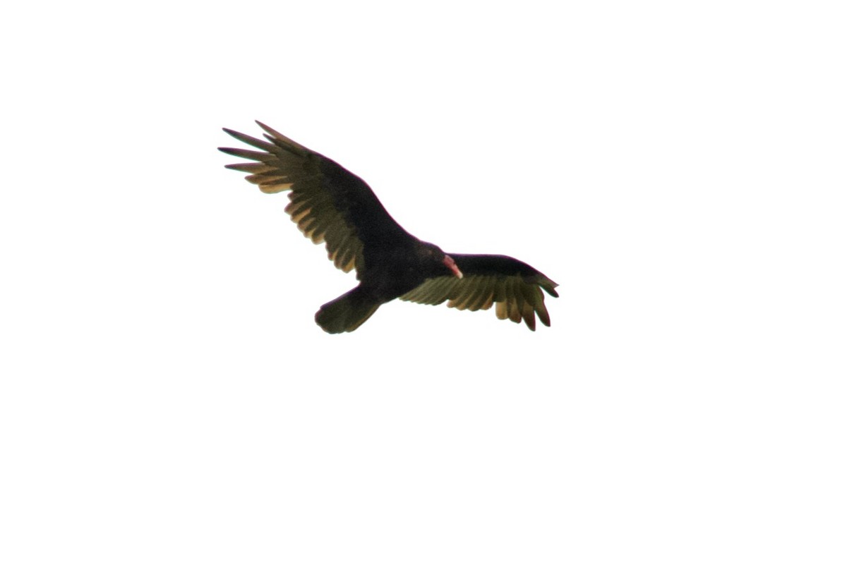 Turkey Vulture - David Nowell
