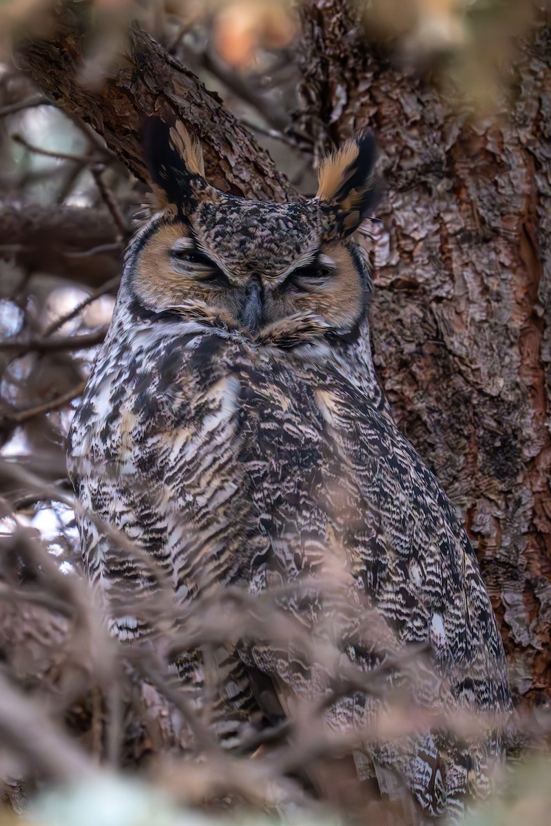 Great Horned Owl - ML615922046