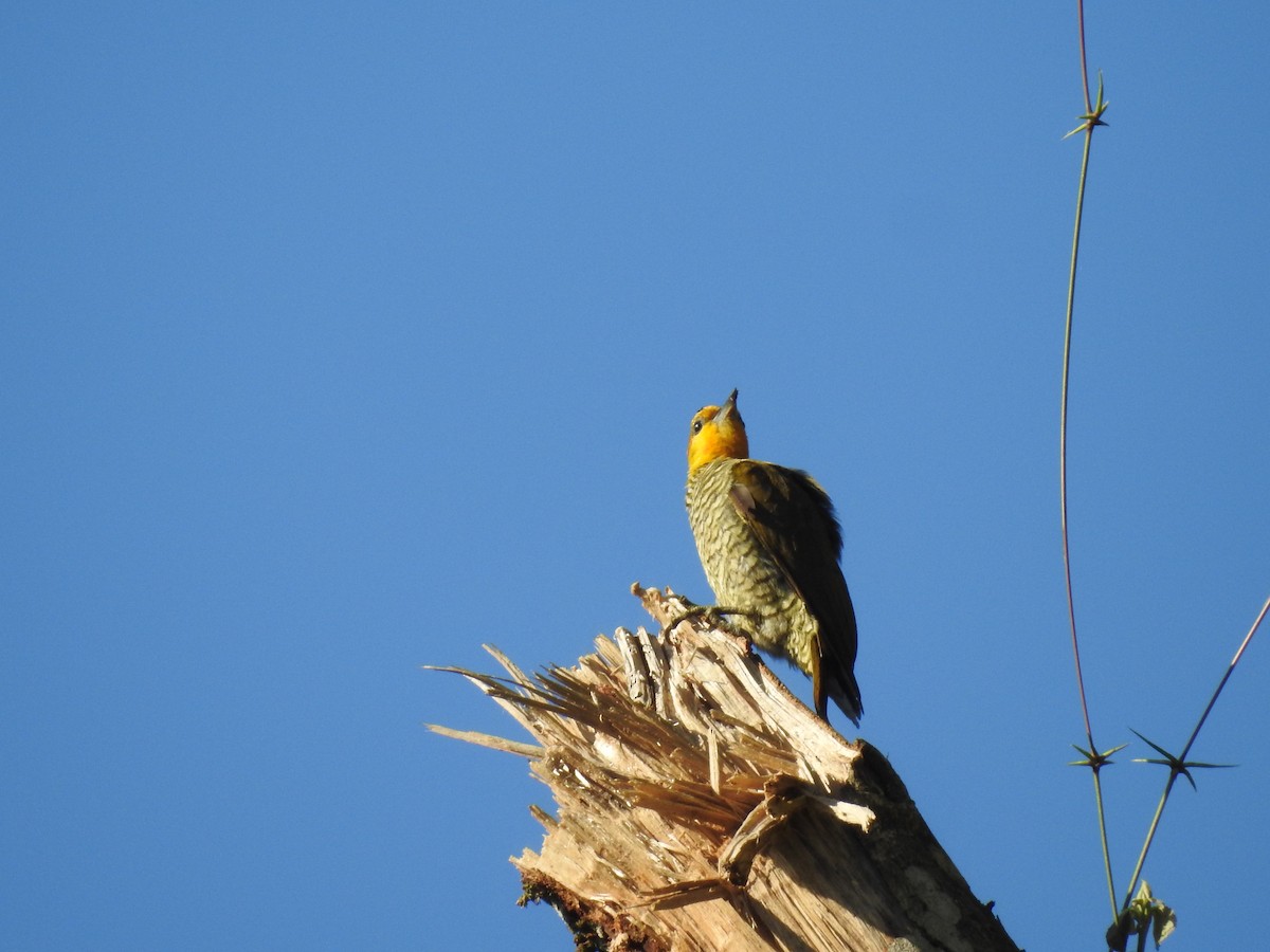 Yellow-throated Woodpecker - ML615922070