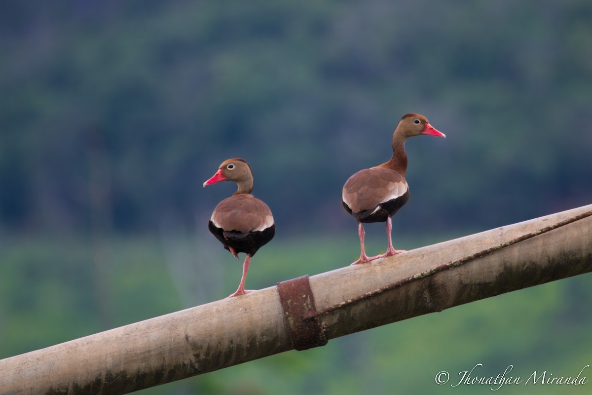 Black-bellied Whistling-Duck - Jhonathan Miranda - Wandering Venezuela Birding Expeditions
