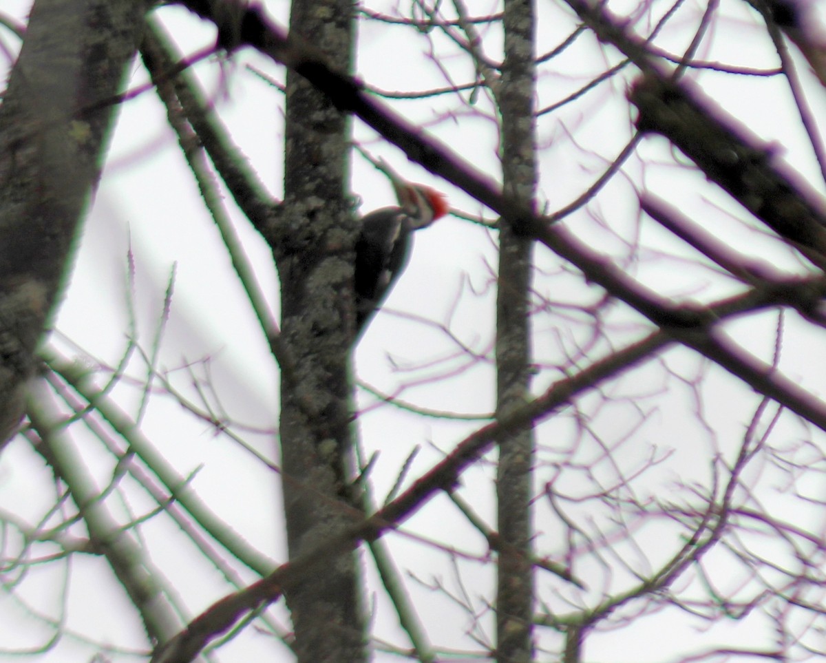Pileated Woodpecker - ML615922325