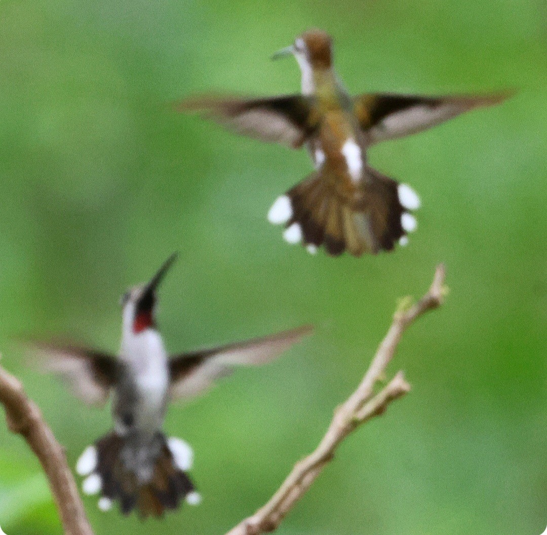 kolibřík hvězdohrdlý - ML615922600