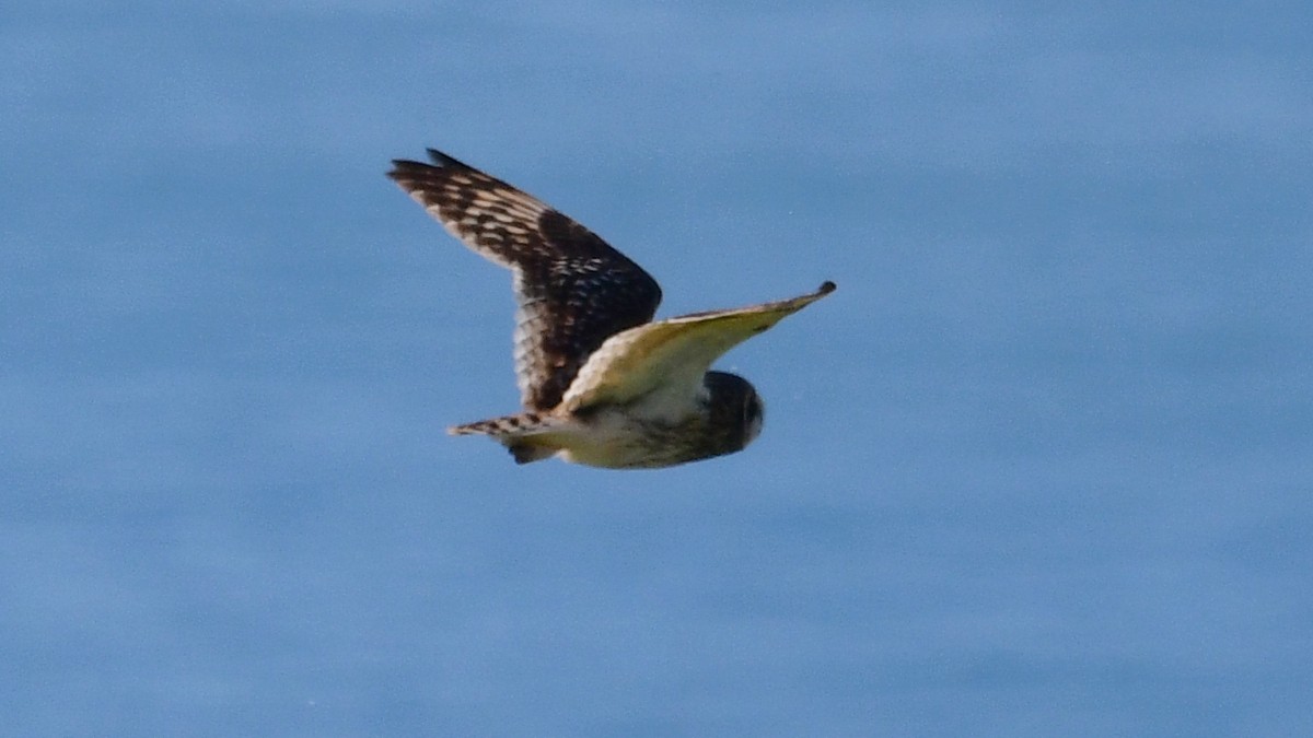 Болотная сова (sandwichensis) - ML615922648