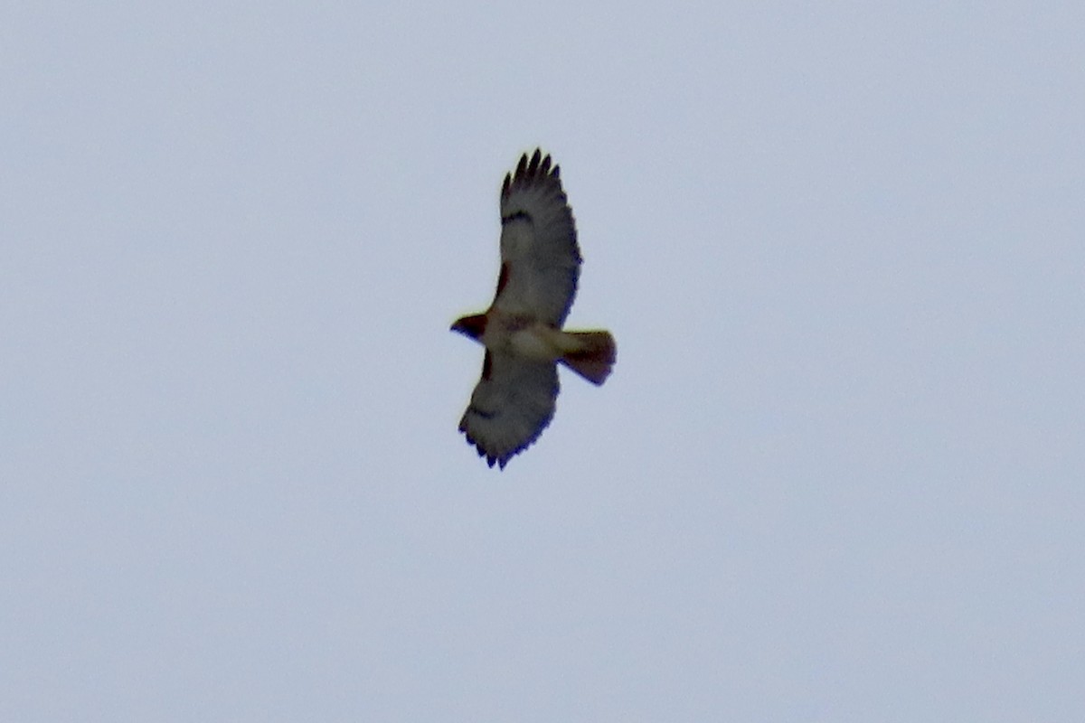 Red-tailed Hawk - ML615922675