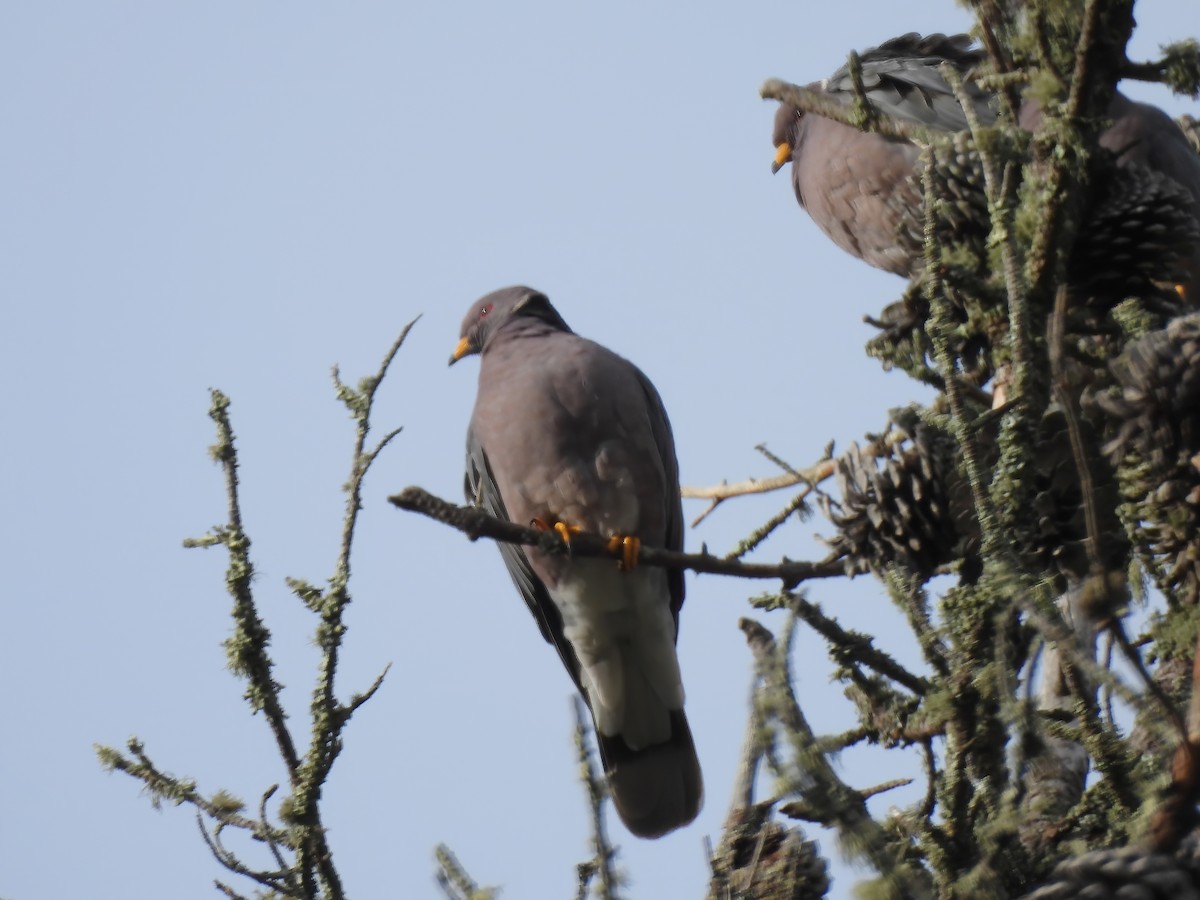 Band-tailed Pigeon - ML615922729