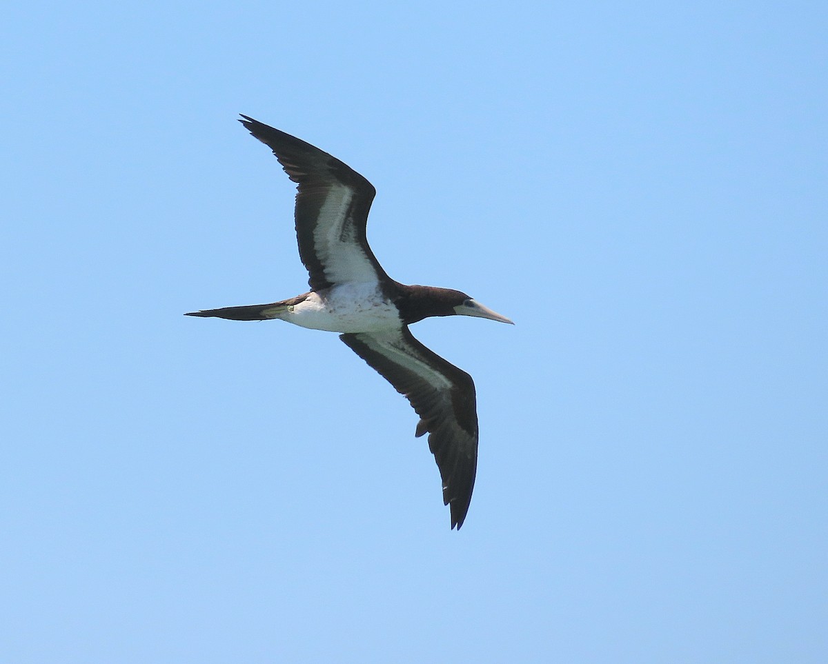Brown Booby - ML615922752