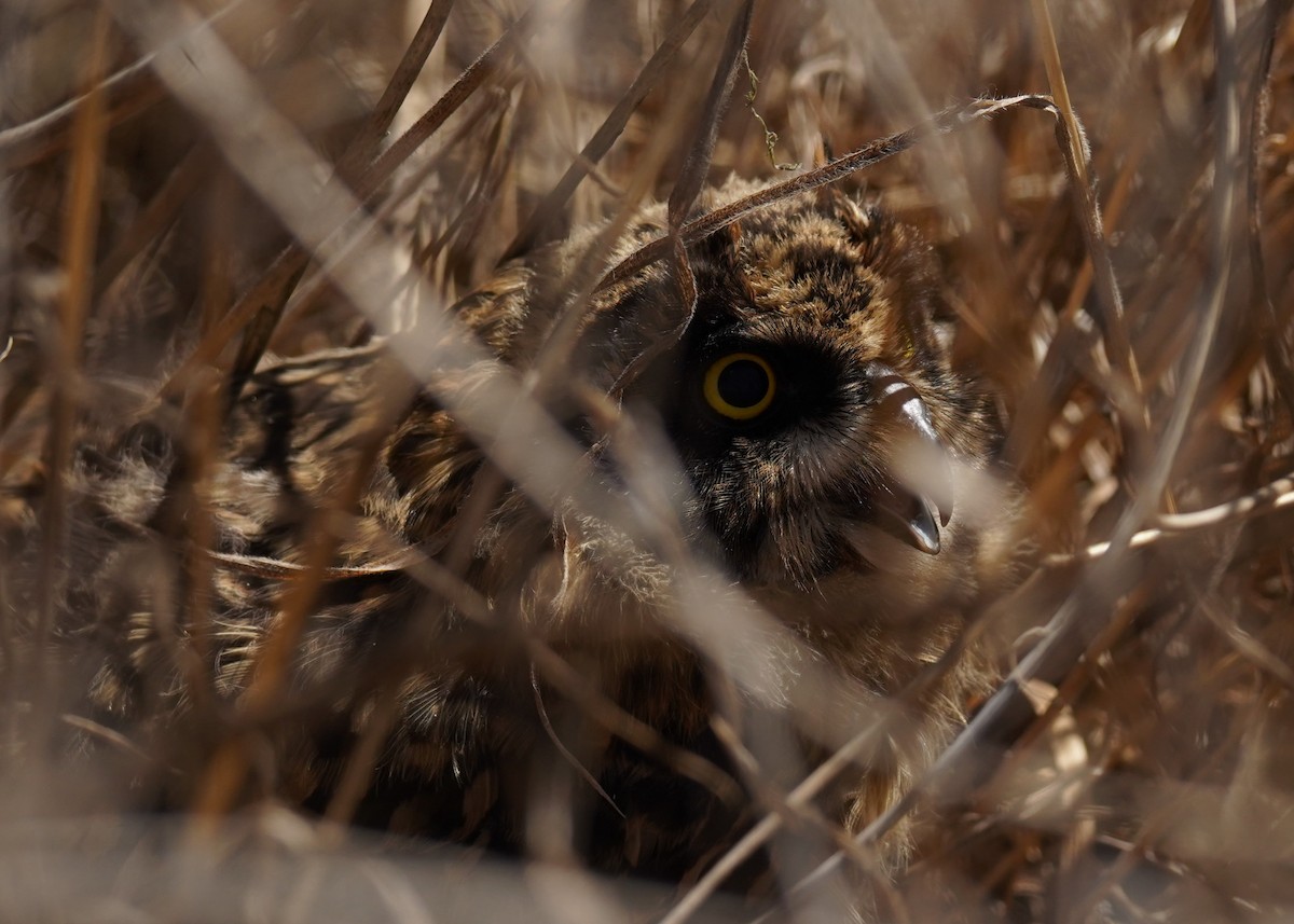 Short-eared Owl - ML615922900