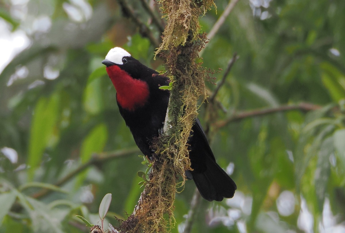 White-capped Tanager - ML615922925