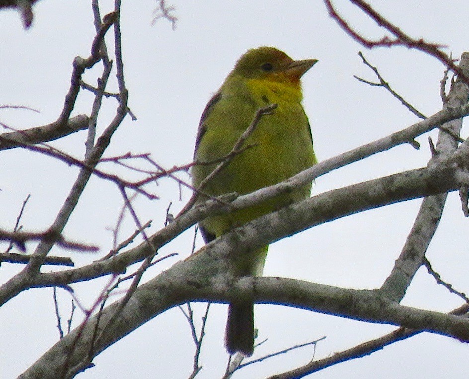 Western Tanager - ML615922949