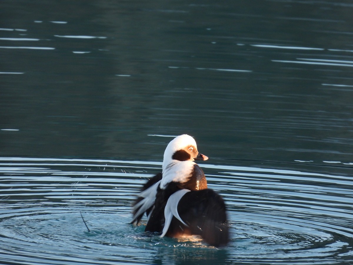 Long-tailed Duck - ML615922956