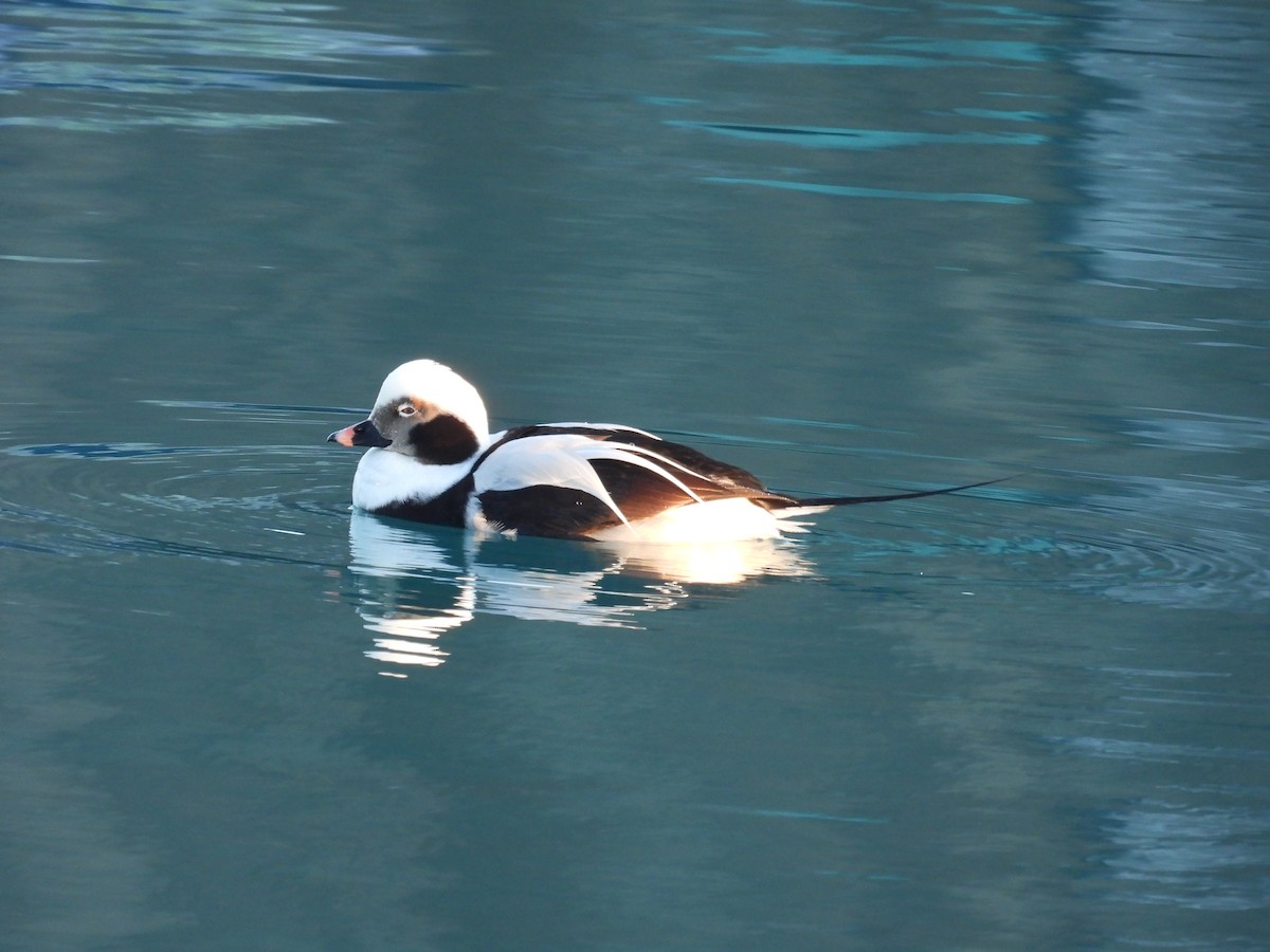 Long-tailed Duck - ML615922957