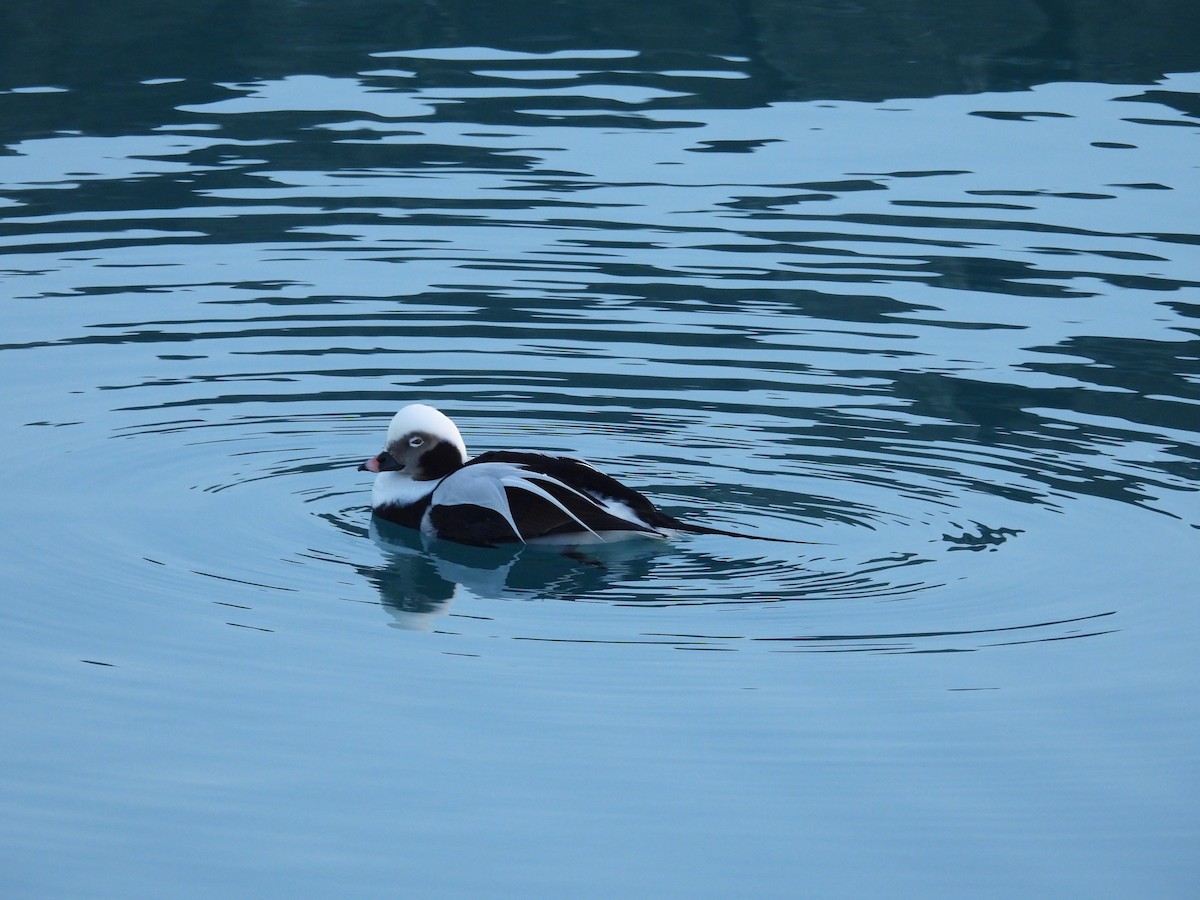 Long-tailed Duck - ML615922959