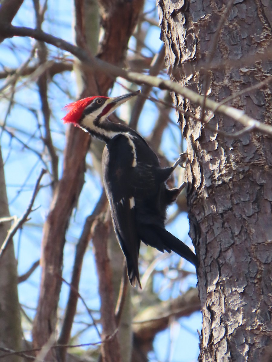 Pileated Woodpecker - ML615923017