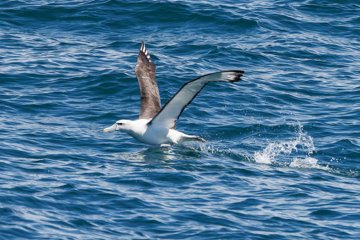 White-capped Albatross - Ross McKinney